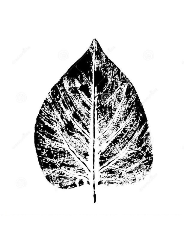 Отпечатки листьев