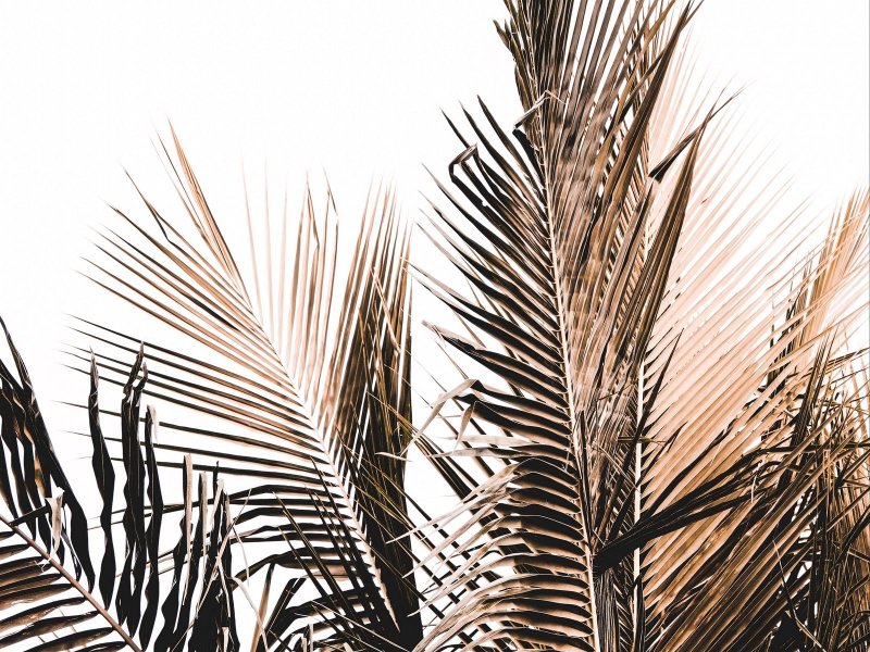 Аффреско пальмовые листья