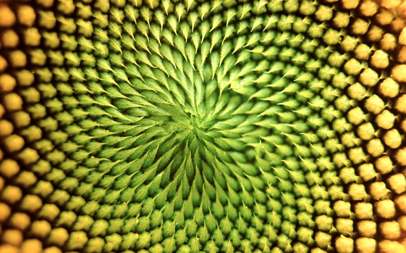 Паттерны в природе