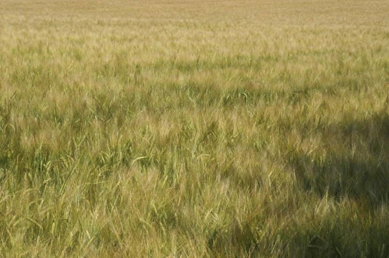 Травяное поле