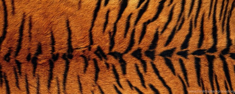 Шкура тигра