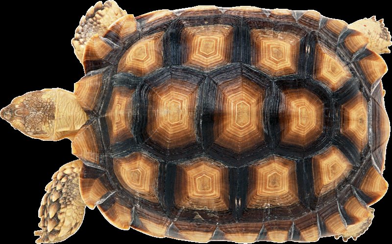 Панцирь черепахи