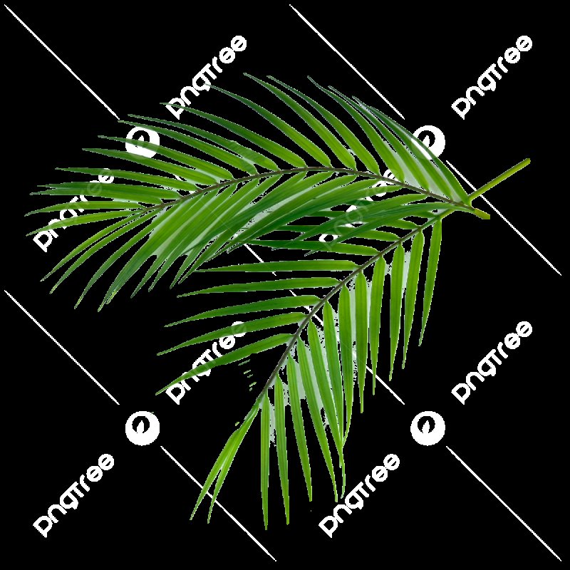 Ветка пальмы вектор