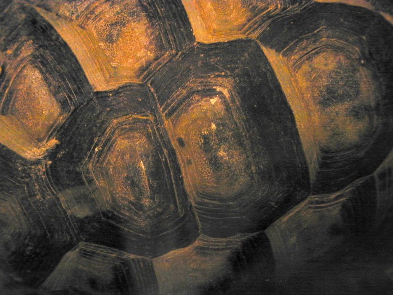 Черепаший панцирь текстура