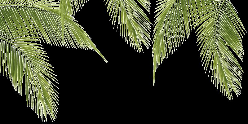 Лист пальмы
