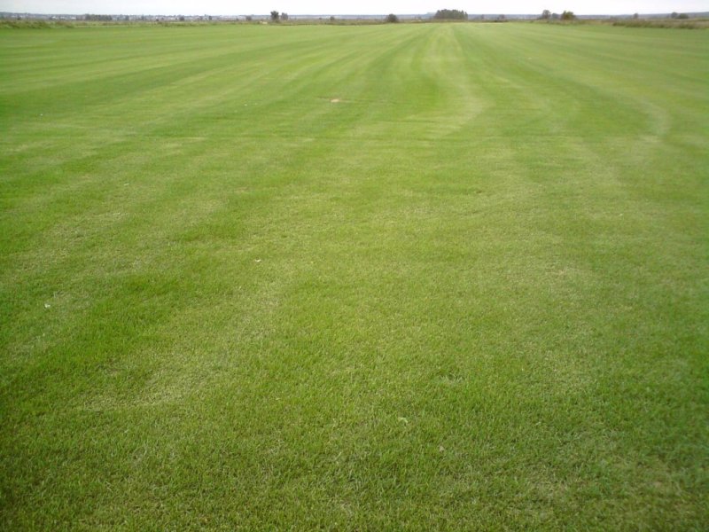 Газон текстура