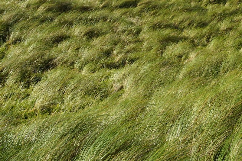 Текстура травы бесшовная