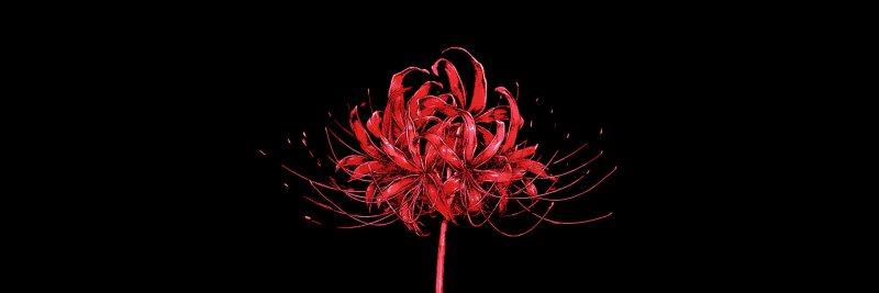 Хиганбана ликорис