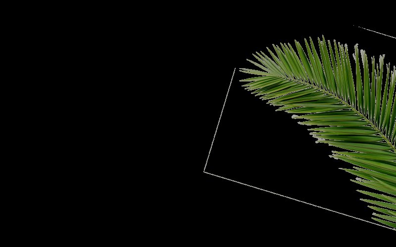 Ветка пальмы