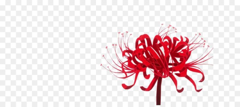 Ликорис Паучья Лилия Токийский гуль