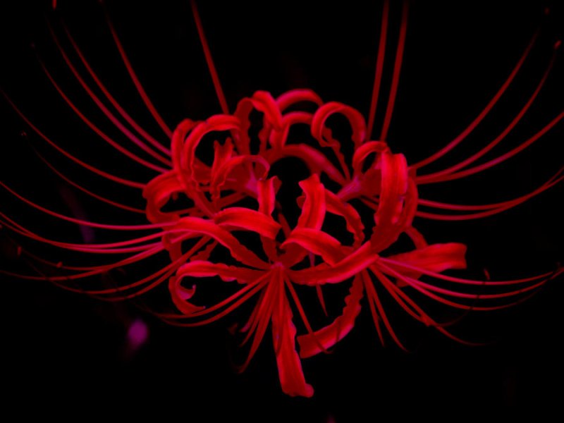 Ликорис Паучья Лилия