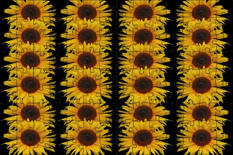 Подсолнухи ряды