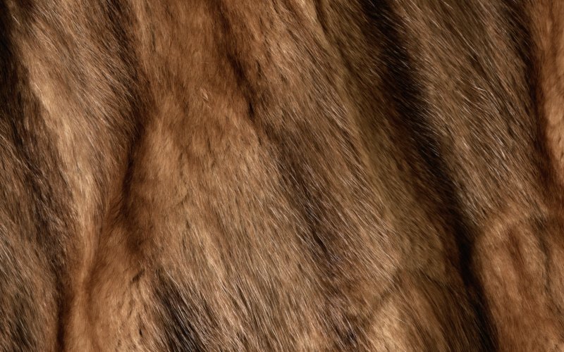 Мех соболя
