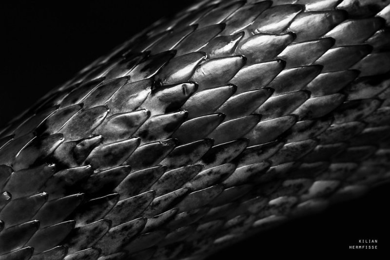 Змеиная чешуя Альфа