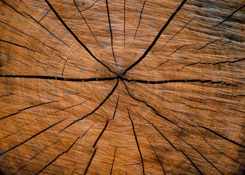 Срез дерева текстура