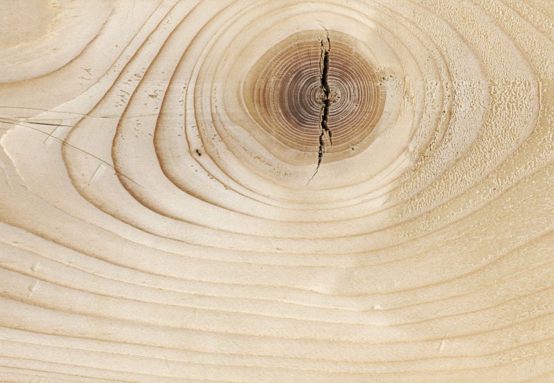 Срез дерева