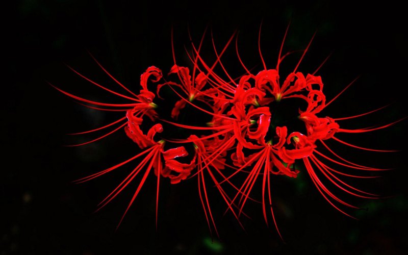 Ликорис Геншин