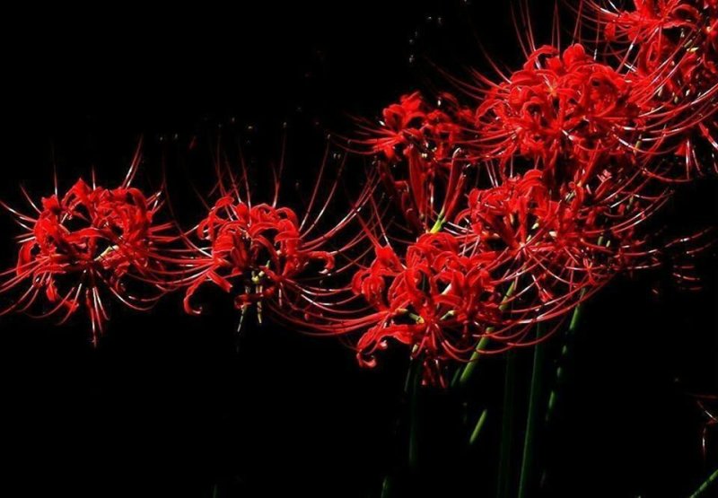 Хиганбана ликорис цветок