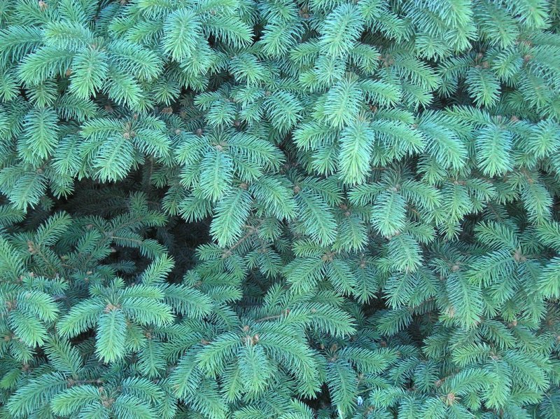 Хвоя текстура