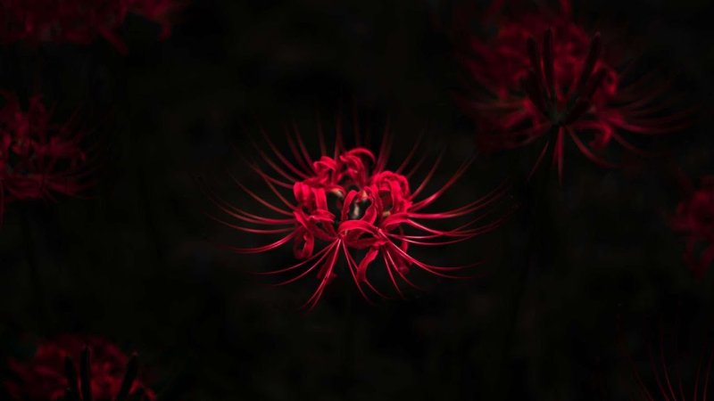 Ликорис Паучья Лилия Токийский гуль