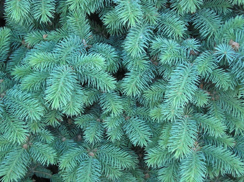 Лапник еловый