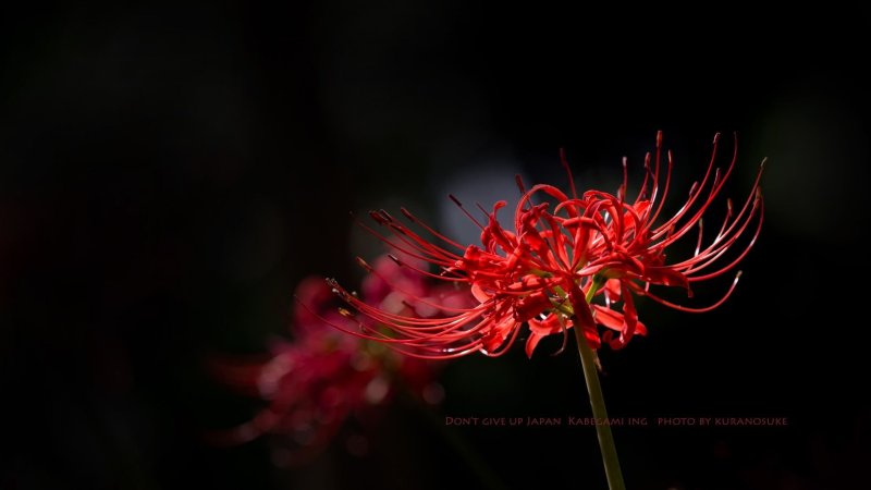 Хиганбана ликорис