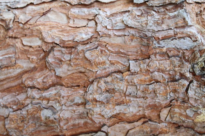 Фактура коры