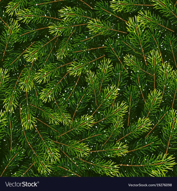 Еловые ветки фон вектор