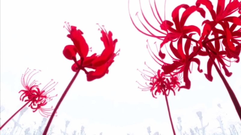 Хиганбана ликорис