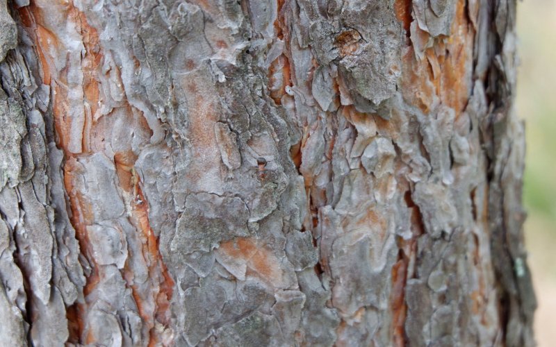 Кора сосны и кедра