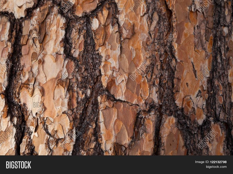 Кора лиственницы на дереве