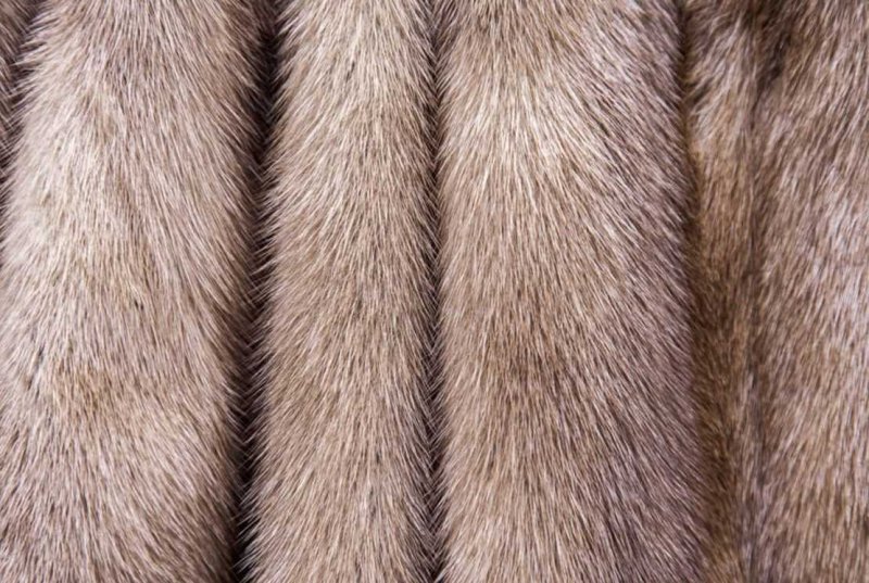 Норковый мех текстура