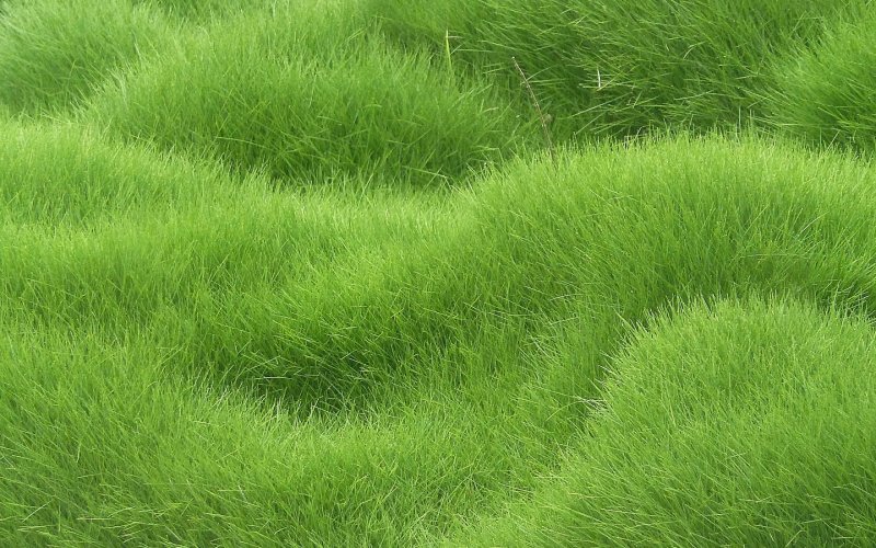 Carpet grass texture бесшовная