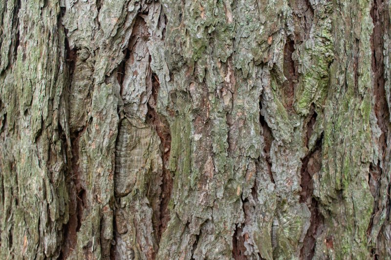 Сибирская лиственница кора