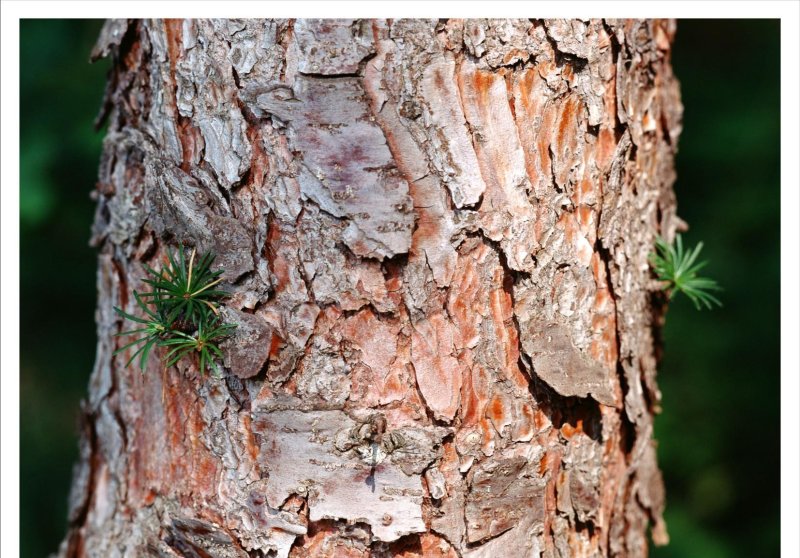 Лиственница обыкновенная кора
