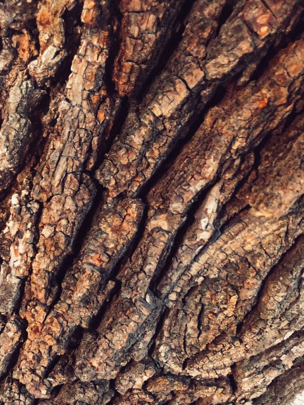 Древесная кора