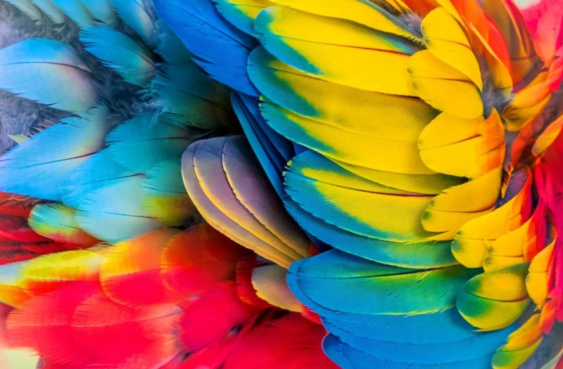 Цветные перья