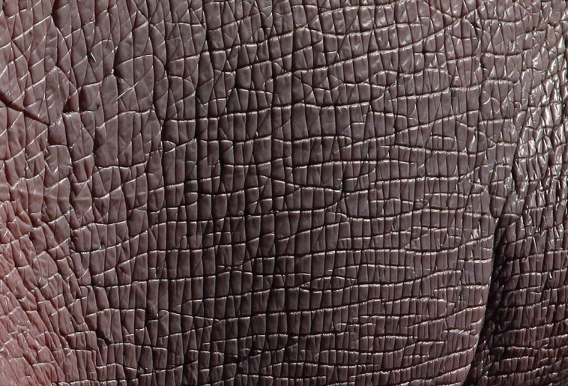 Кожа гиппопотама