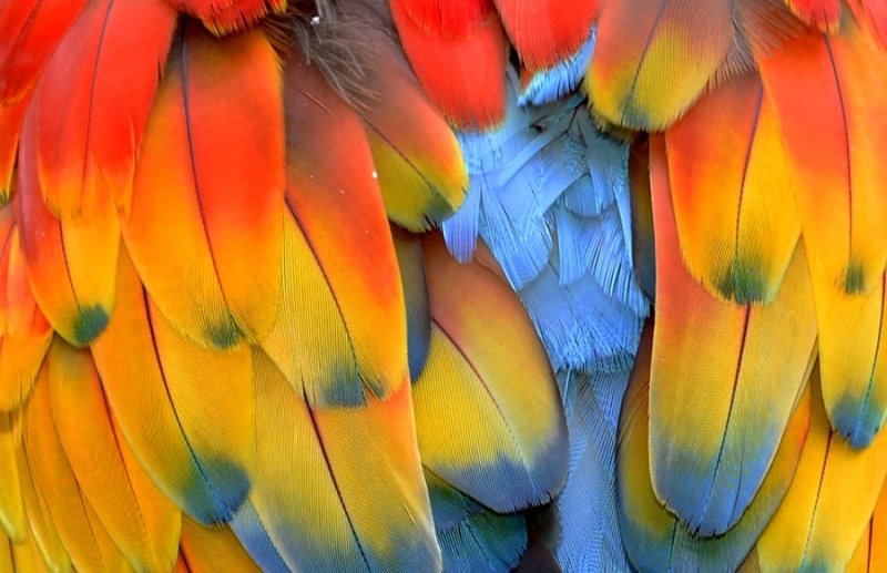 Цветные перья