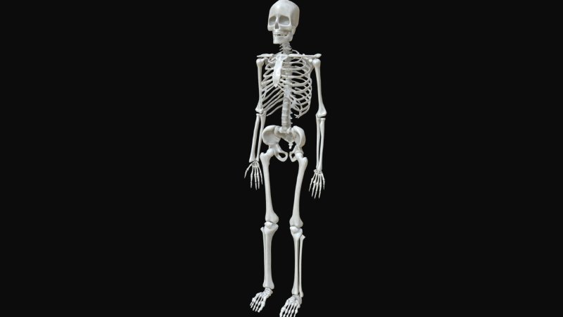 Скелет человека