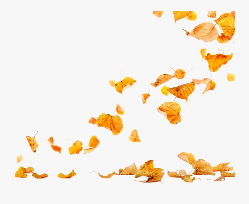 Осенние листья на прозрачном фоне