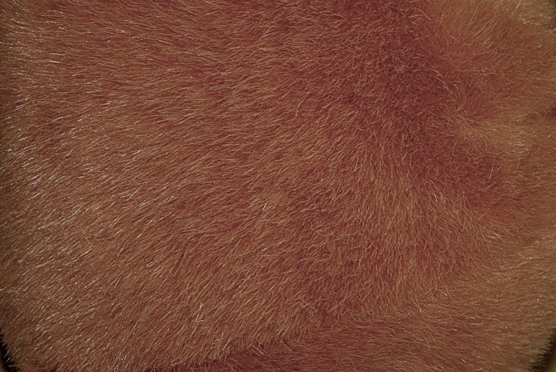 Шкура текстура