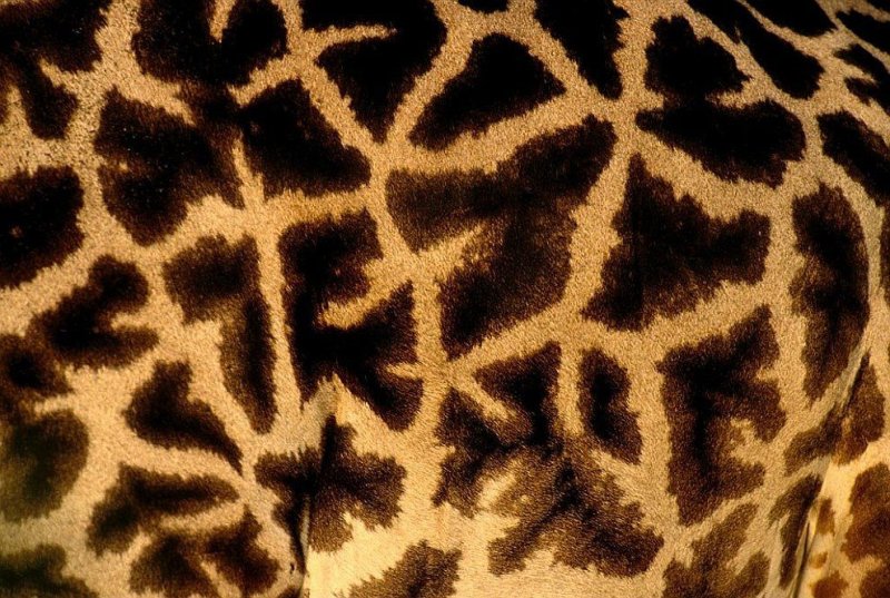 Кожа животных