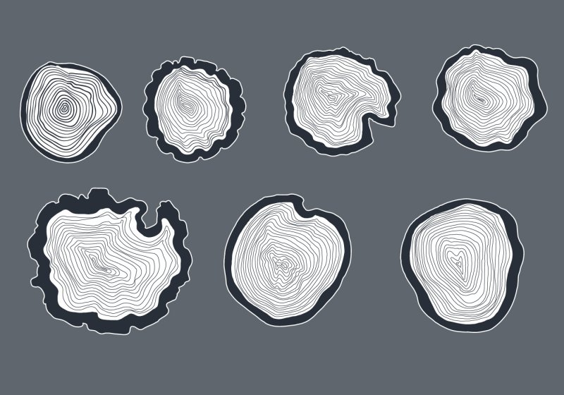 Срез дерева текстура