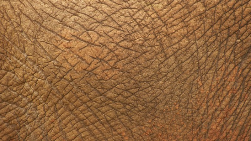 Текстура кожи