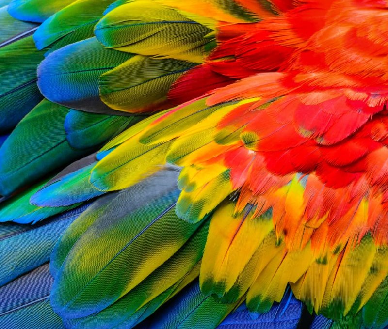 Перо попугая ара