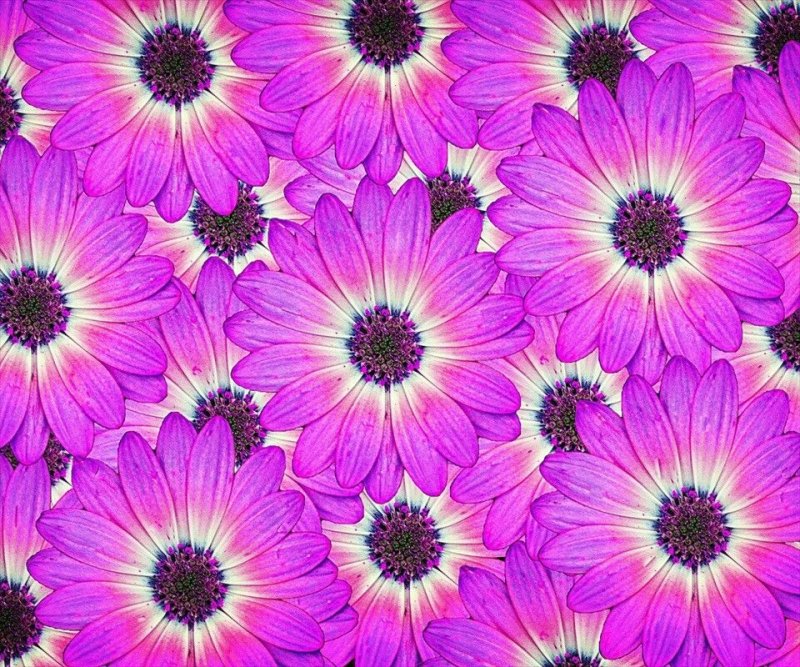 Фиолетовые цветы фон