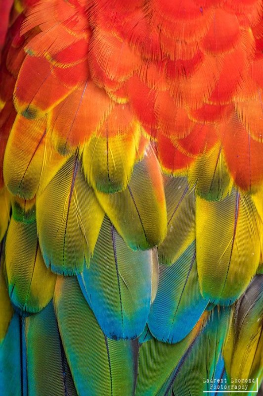 Перо попугая