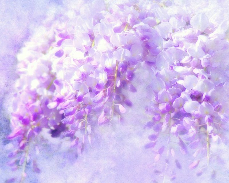 Сиреневые цветы