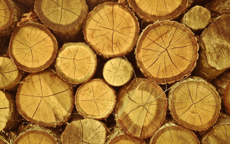 Срез бревна